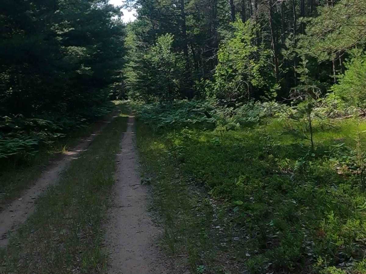 Bills Creek West - FSR 2814 trail photo