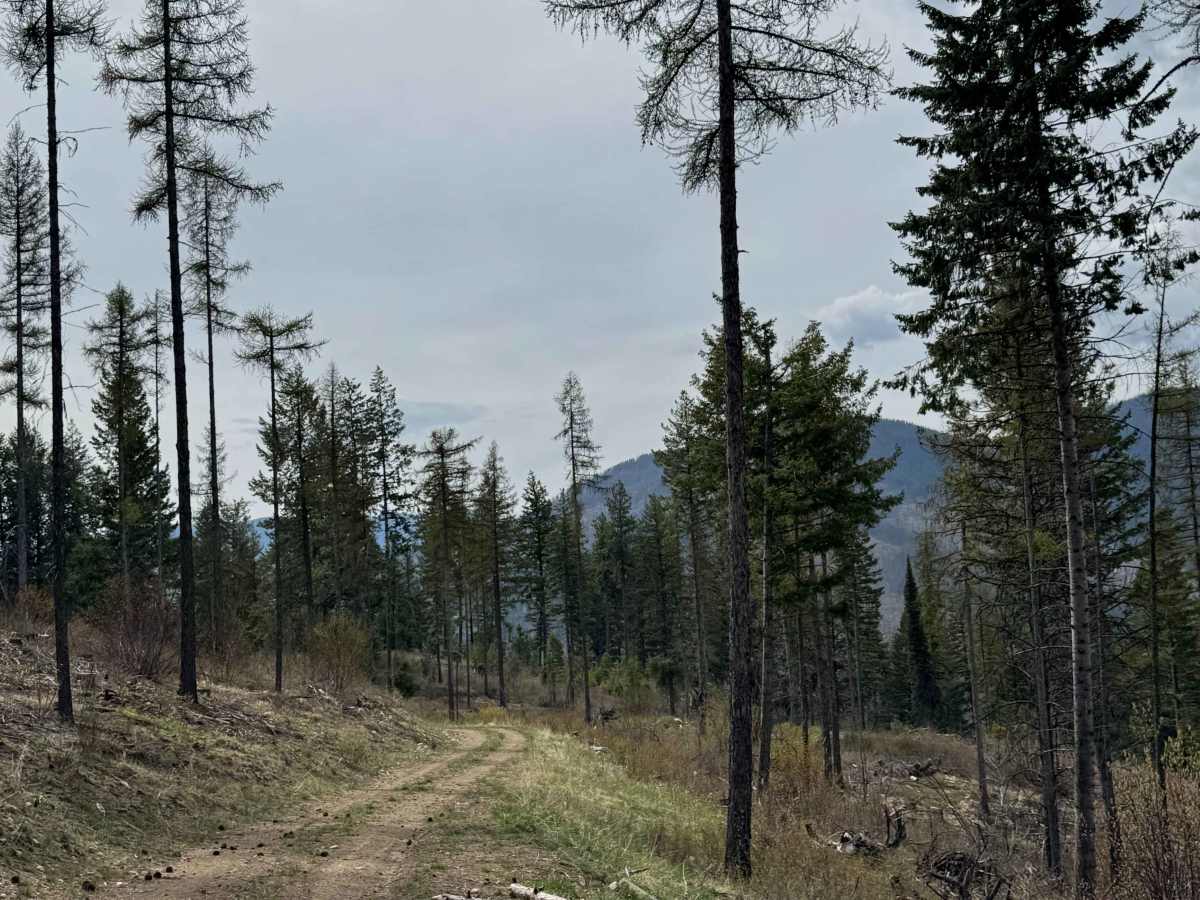 Tamarack Spring Trail photo 5