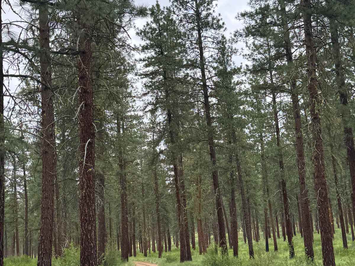 Pearrygin Creek Road photo 6