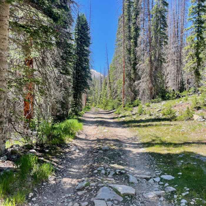 Near Colorado Trail: Collegiate West Segment 4