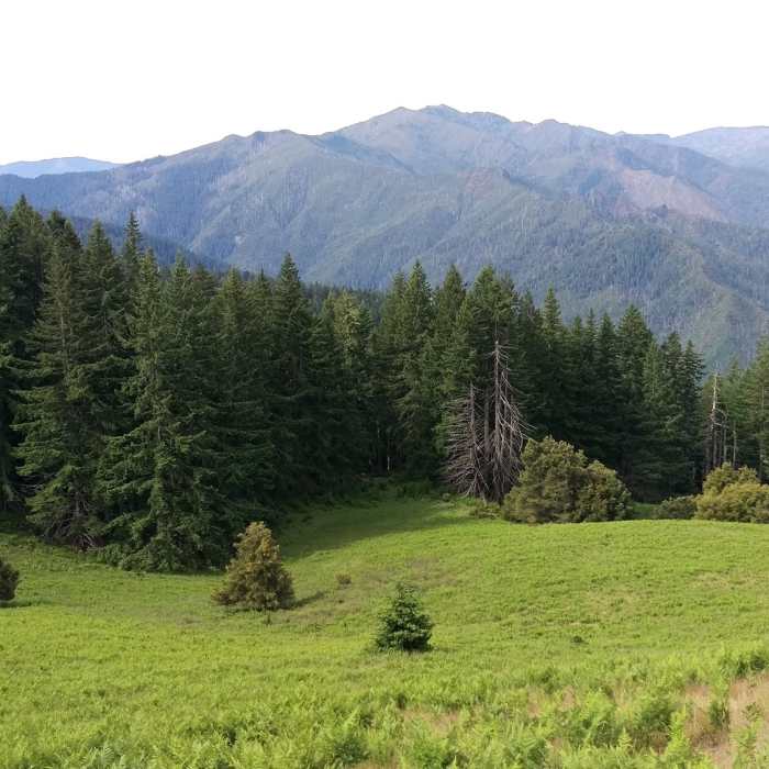 Near Illinois River Trail #1161