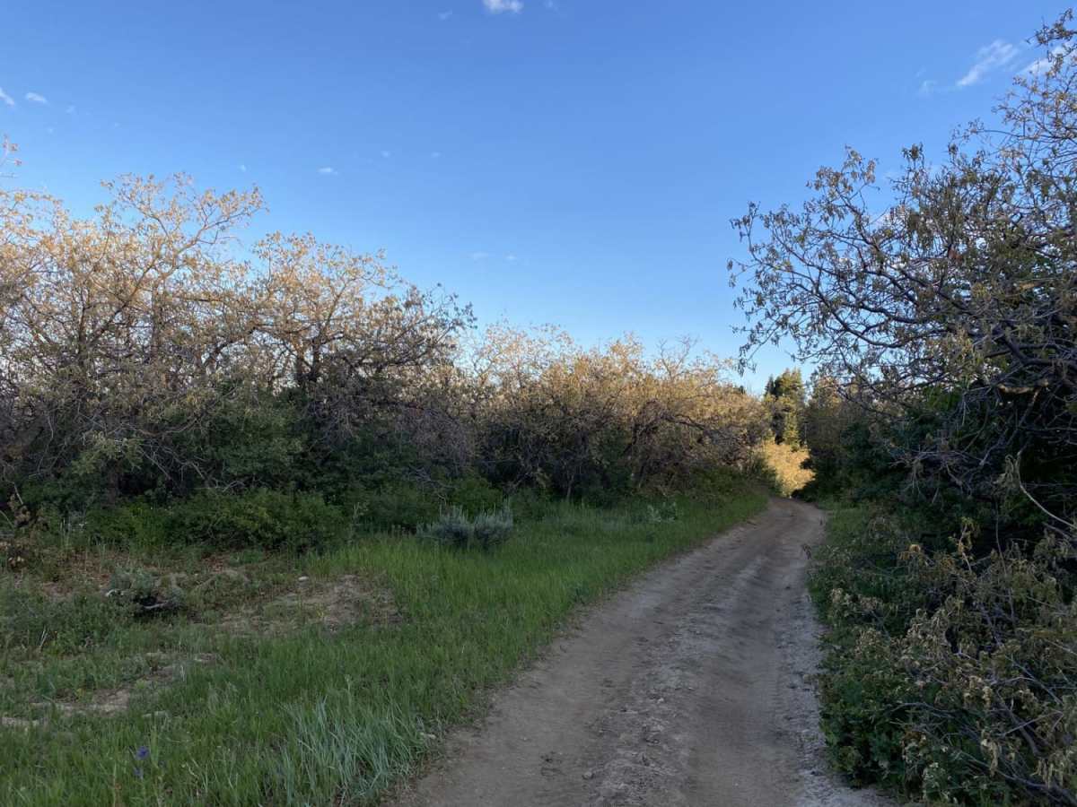 Oak Ridge Trail photo 5