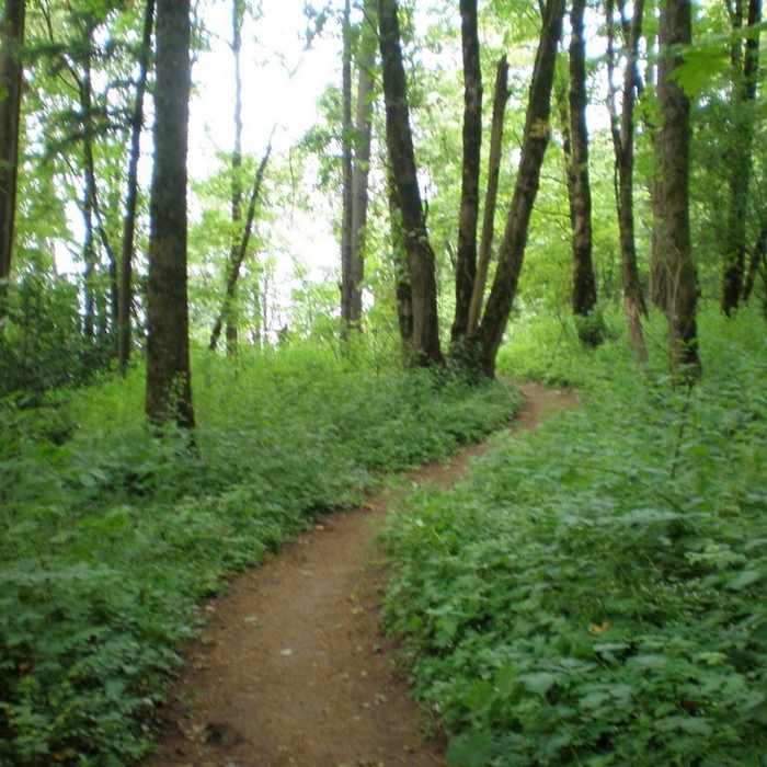 Lots of green along the Elderberry Trail. Near Pipeline Lane