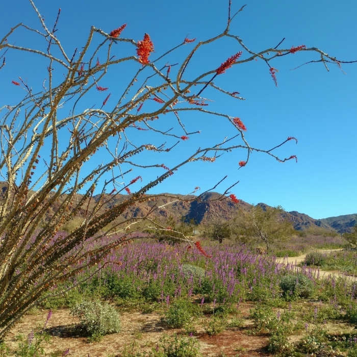 Near Bajada Nature Trail