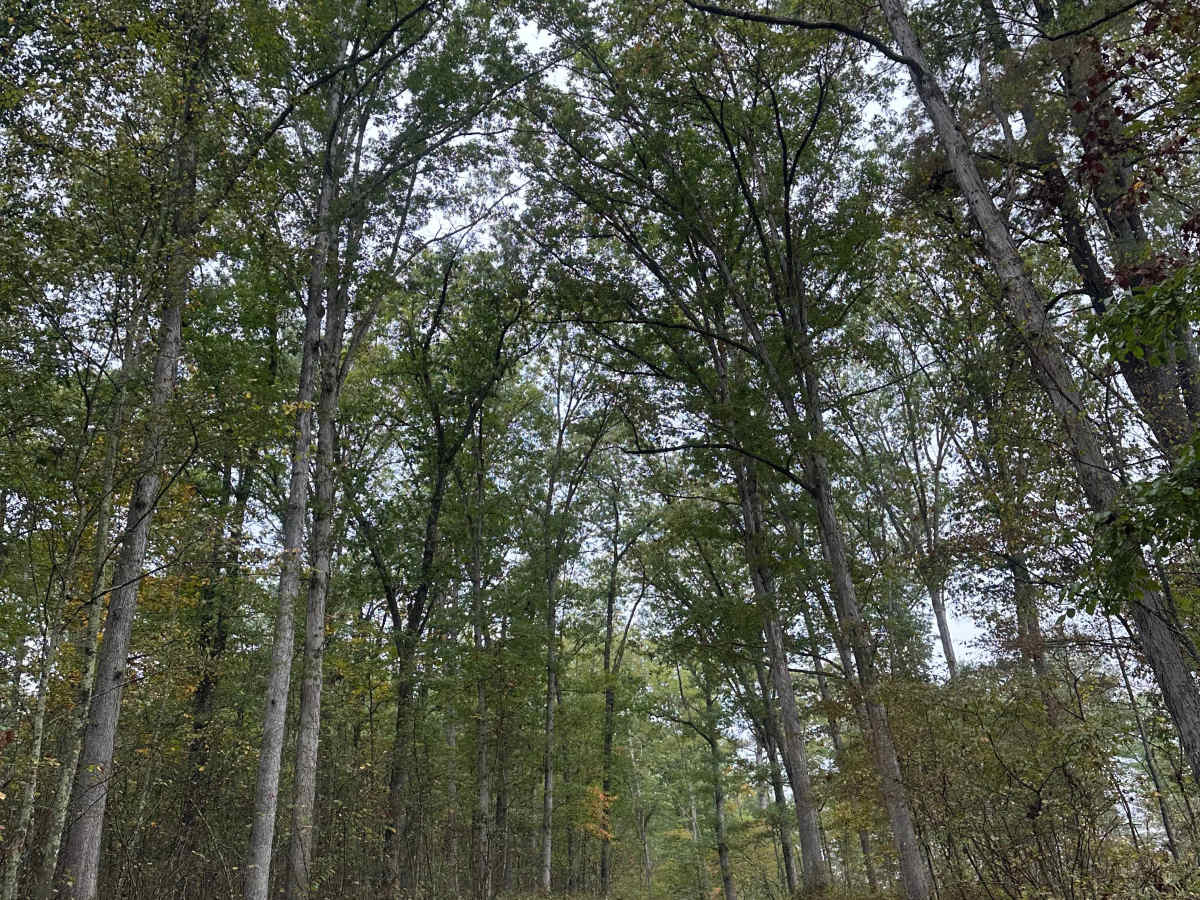 Double Pine  photo 5