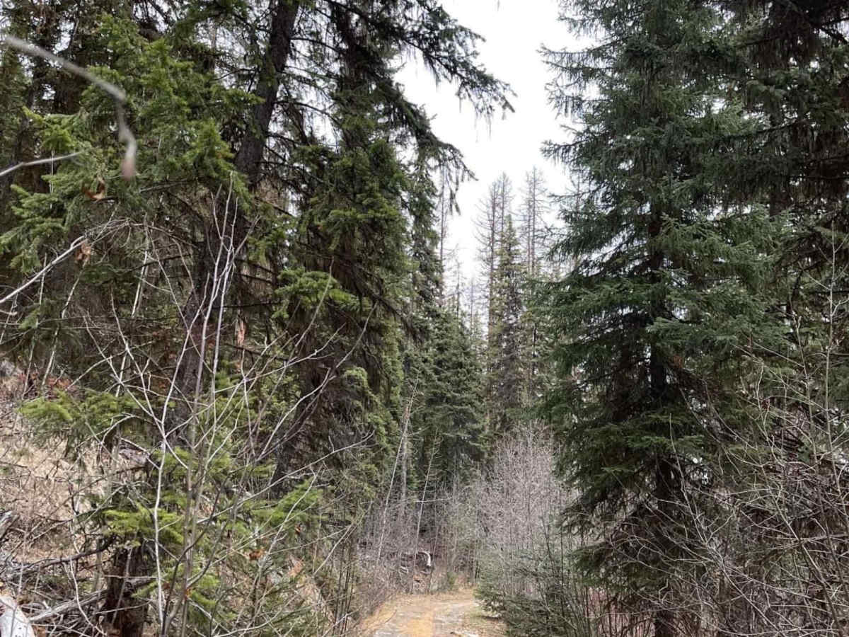 Edwin Lakes Road trail photo