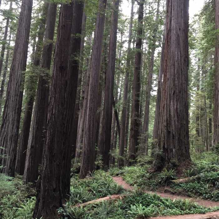 Near Boy Scout Tree Trail