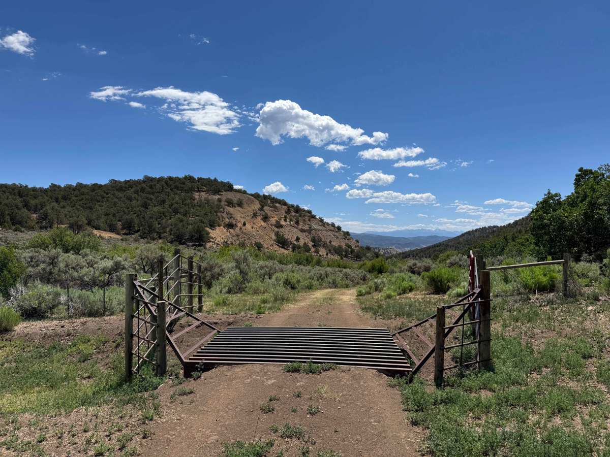 BLM 8455 photo 6