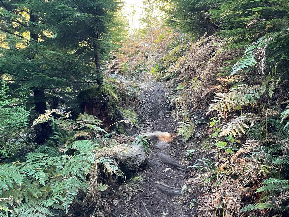 Clearcut Sidehill photo 3
