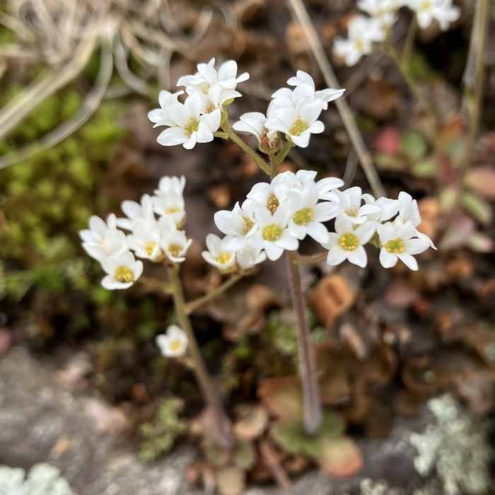 Near Burnt Meadow Trail
