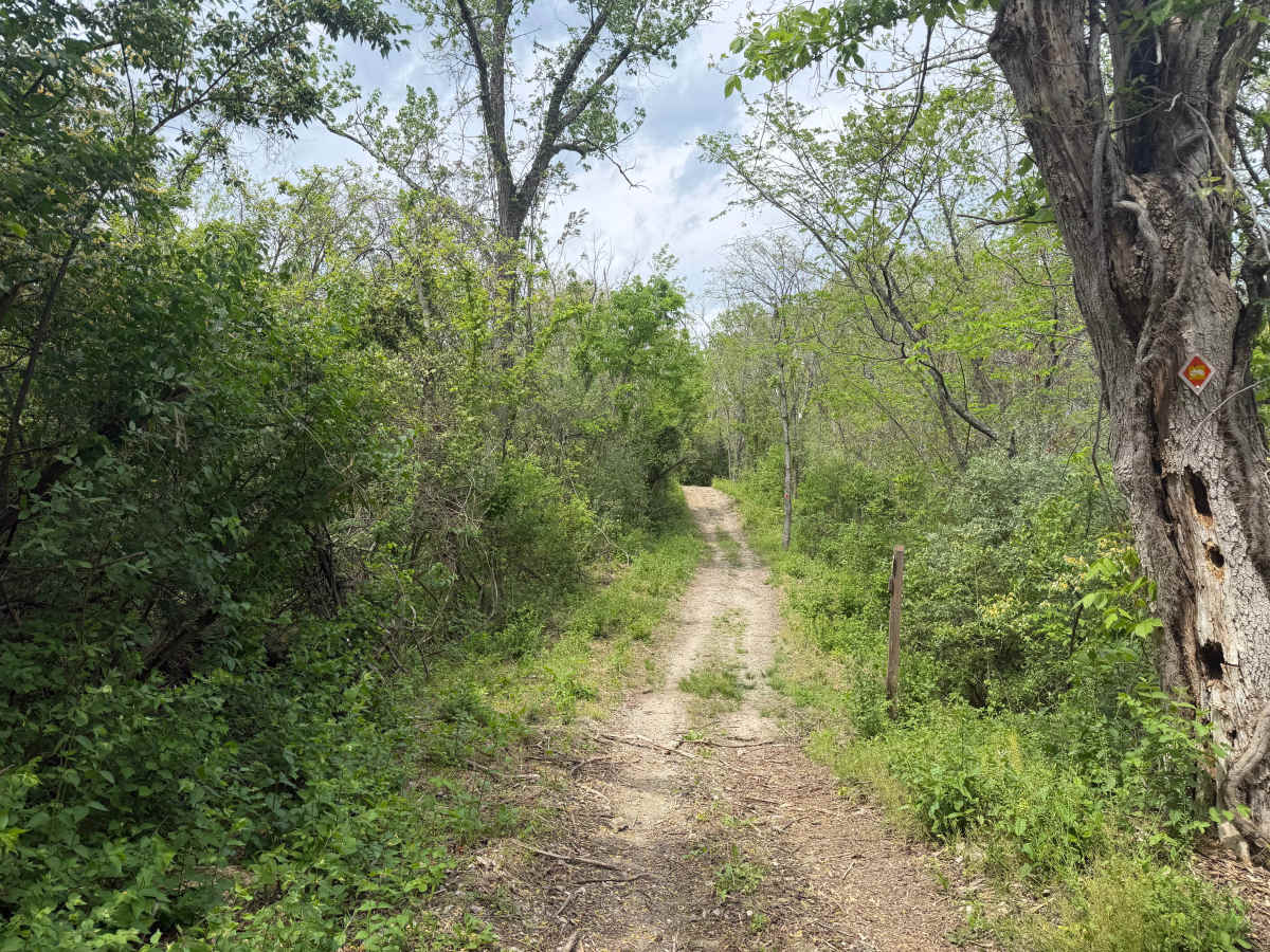 Saw Mill Trail photo 3