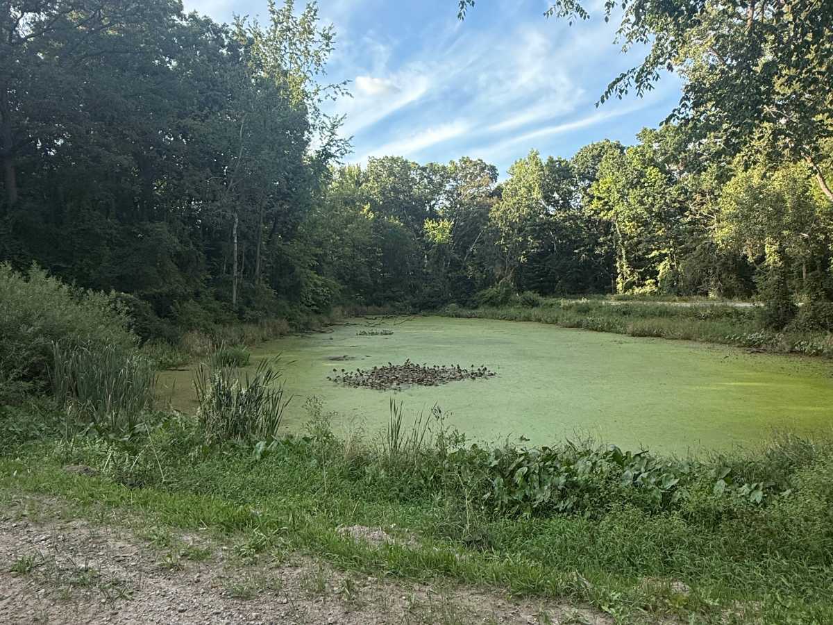Spears Trail trail photo