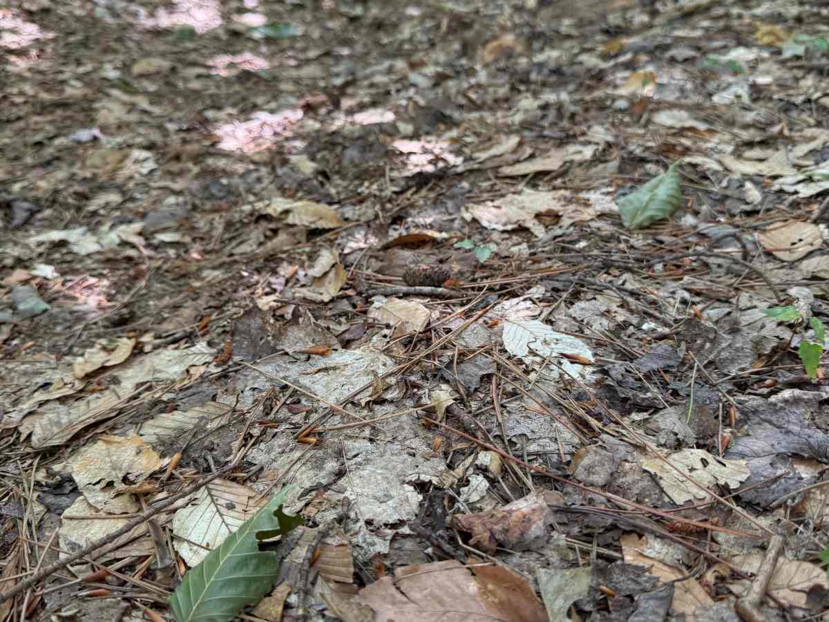 FS 7121 photo 3