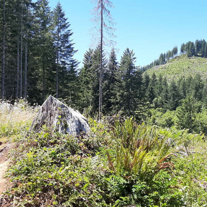 Near Cedar Butte Trail