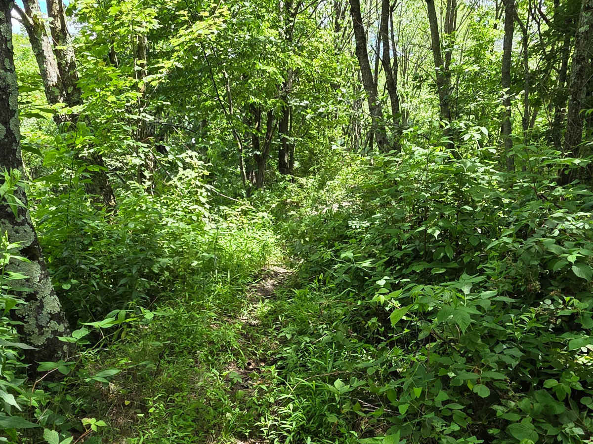 Single Track XX photo 4