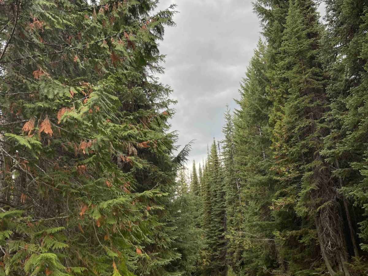 Old Monashee Highway photo 5