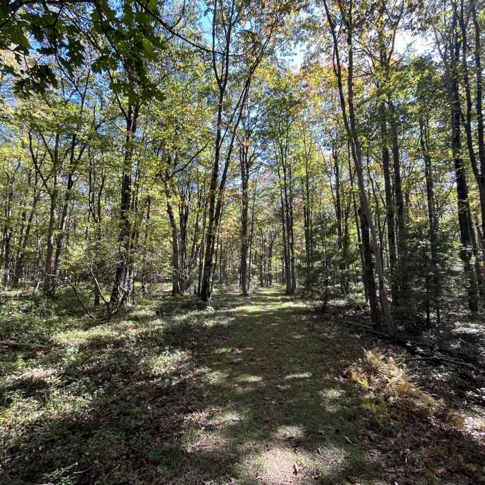 Near Bald Mountain-Vista Trail Loop Near Bald Mountain-Vista Trail Loop