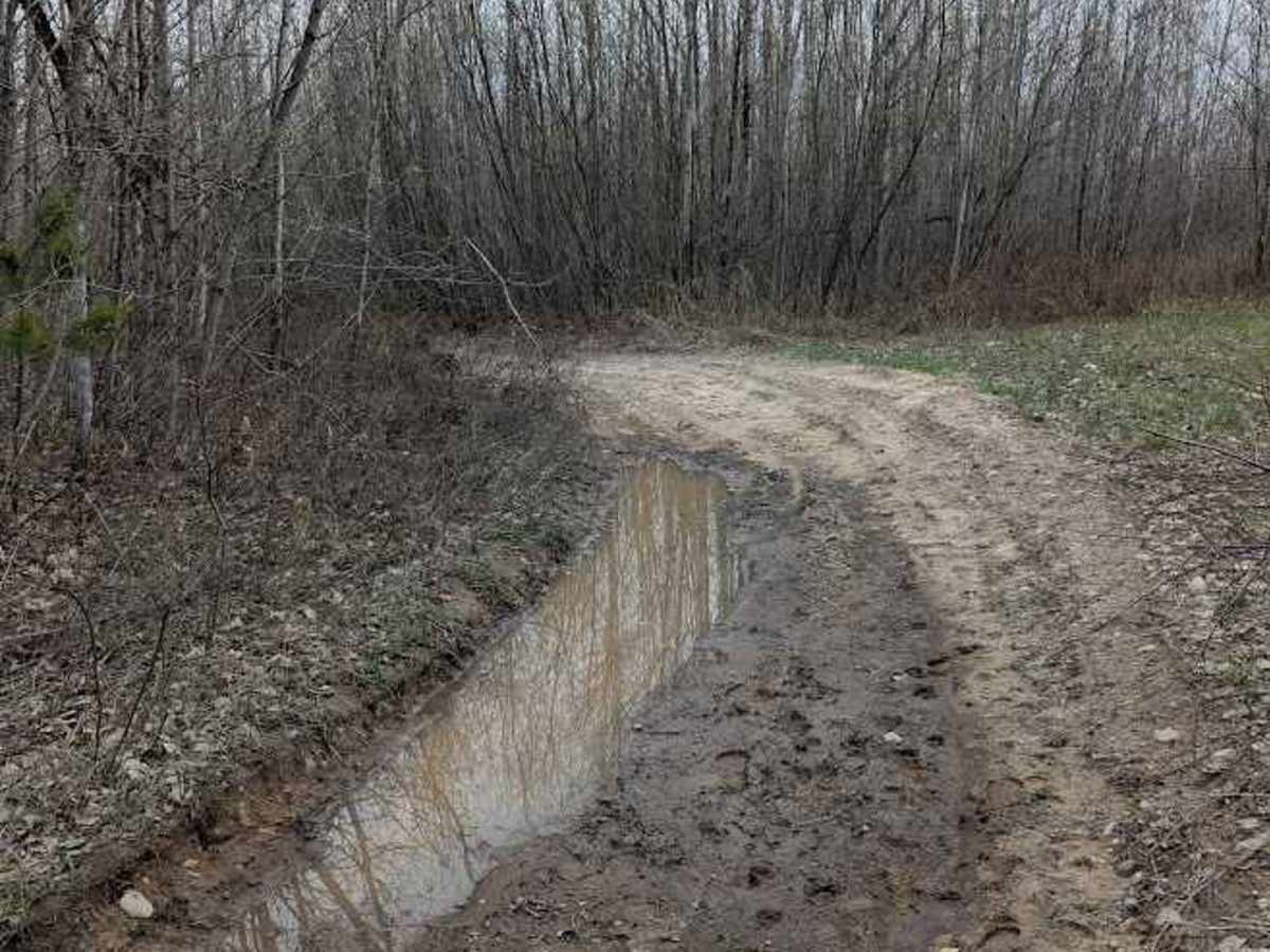 Birch Tree Trail photo 5
