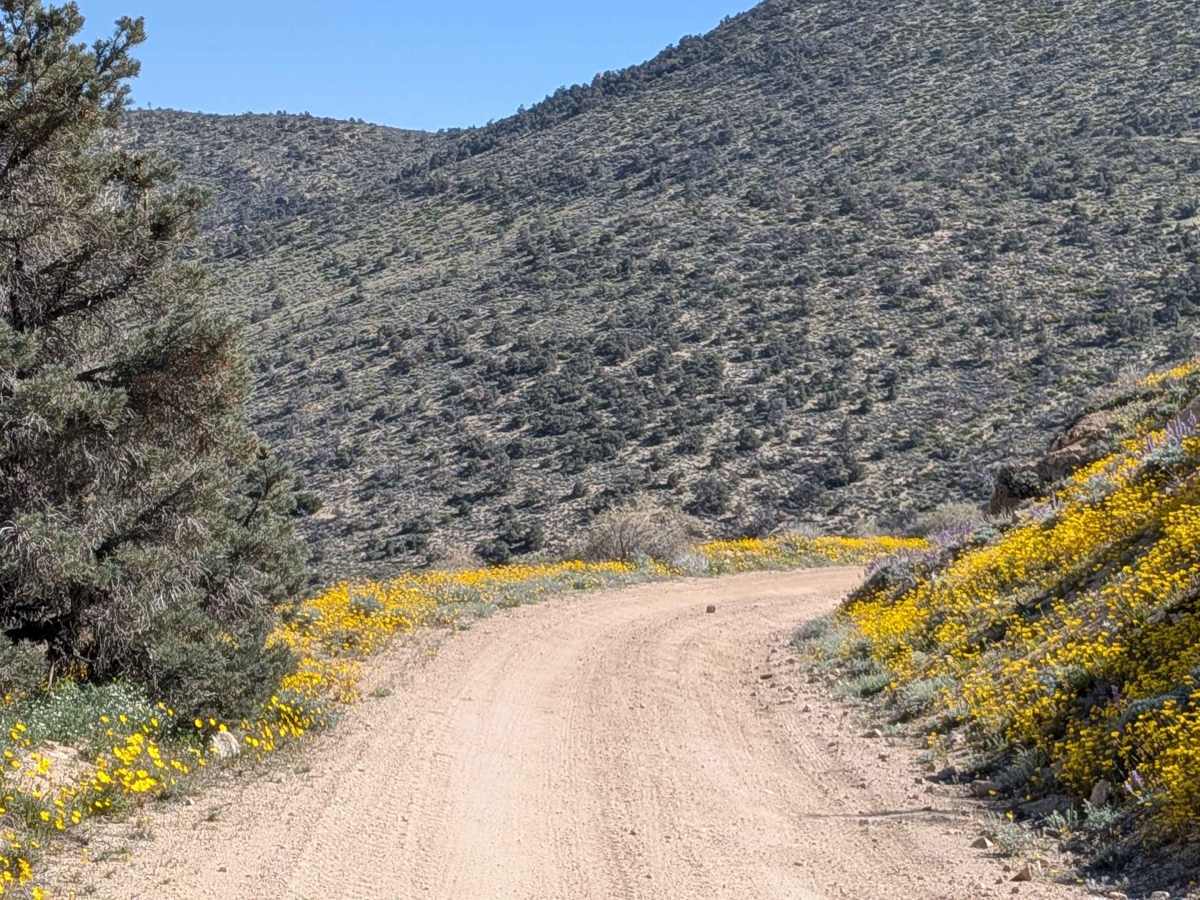 BLM SC228 trail photo