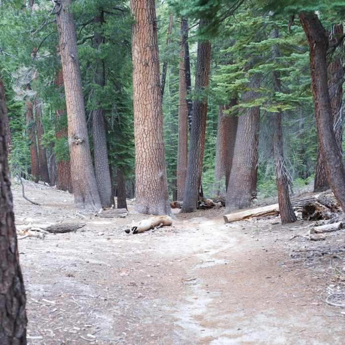 Trail winding through the trees on the way to the lake. Near Lukens Lake
