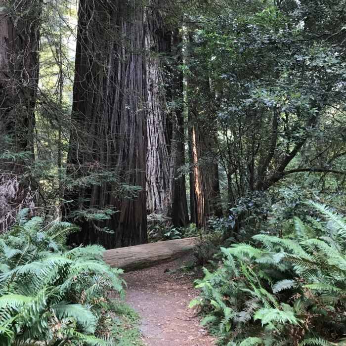 Near Redwood Creek Trail