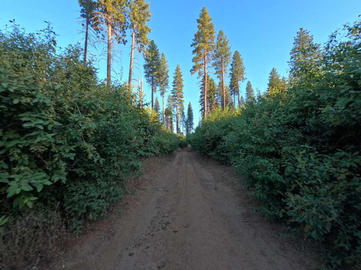 1S19 trail photo
