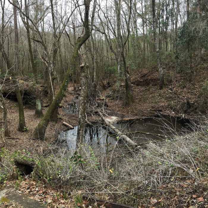 Near Leon Sinks Loop