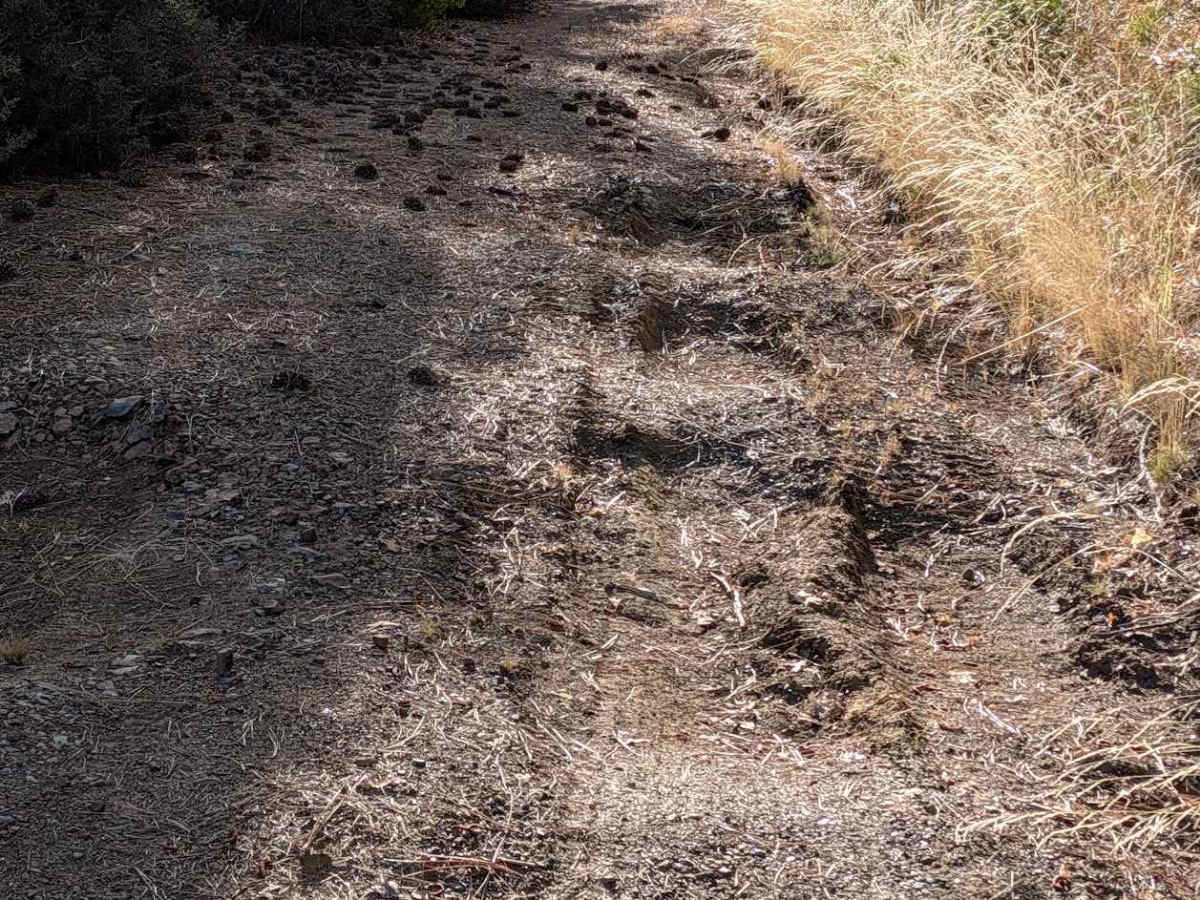 Plummer Gulch Road - FS 30N36 photo 6