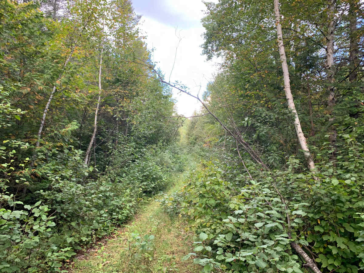 Host Lake Trail - FS 358C photo 2