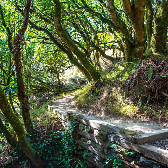 Near Dipsea Trail and Ben Johnson Loop