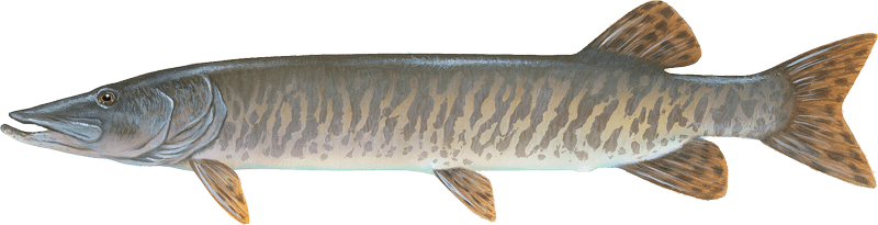 Muskellunge
