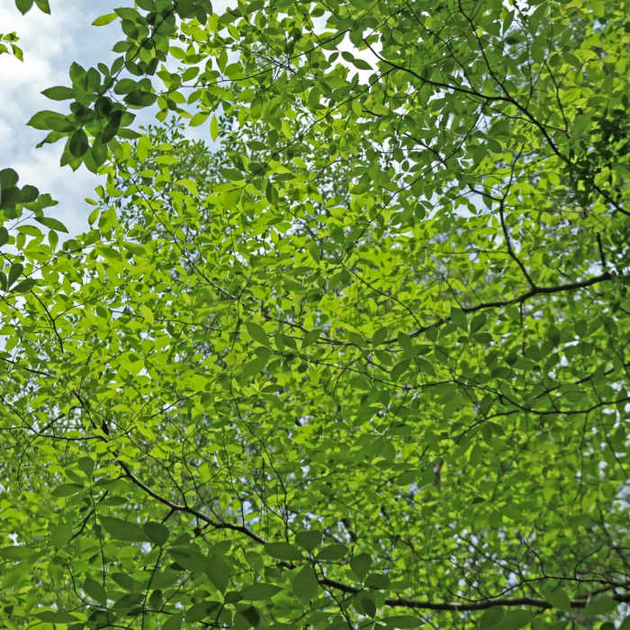 Near Florida National Scenic Trail