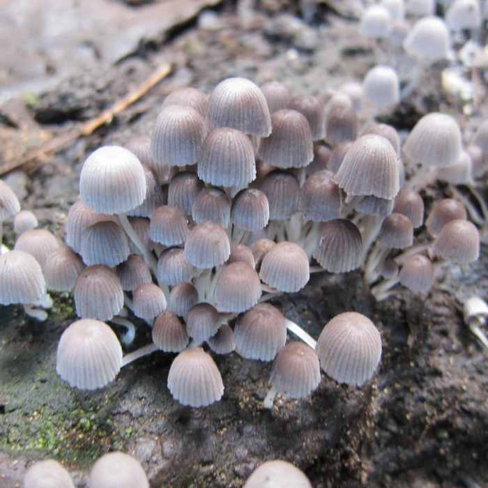 Near Kalalau Trail Near Kalalau Trail