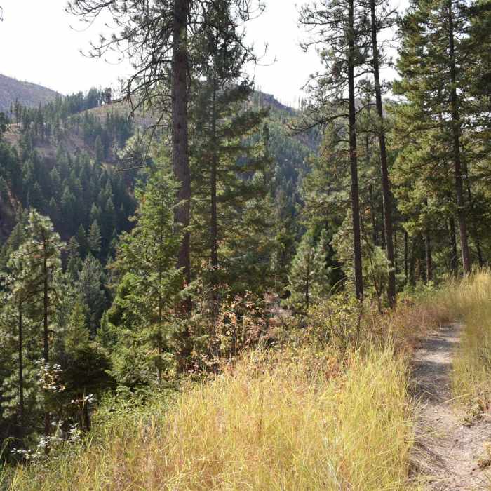 Near North O'Brien Creek Loop