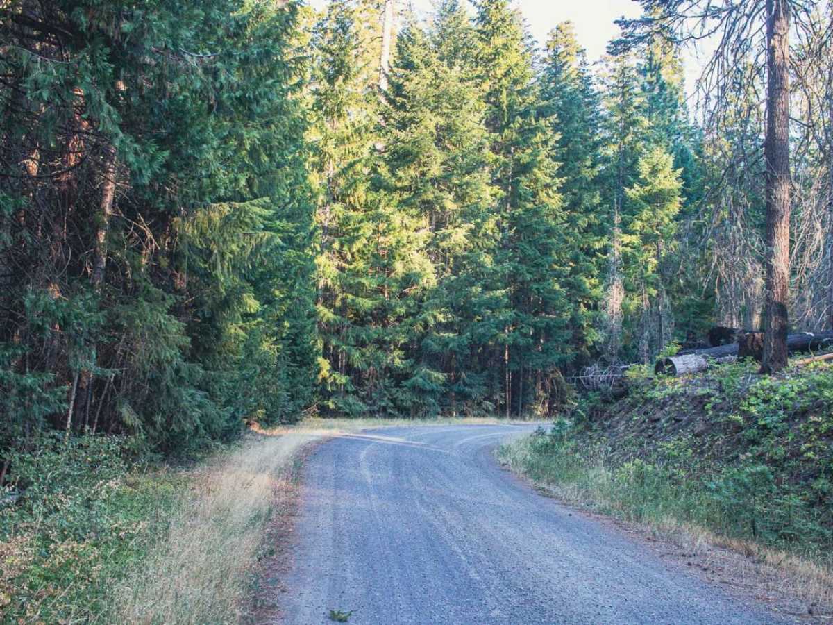 Big Camas trail photo
