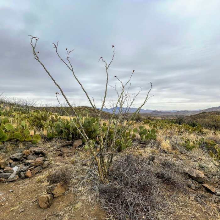 Near Oak Tree Canyon Loop