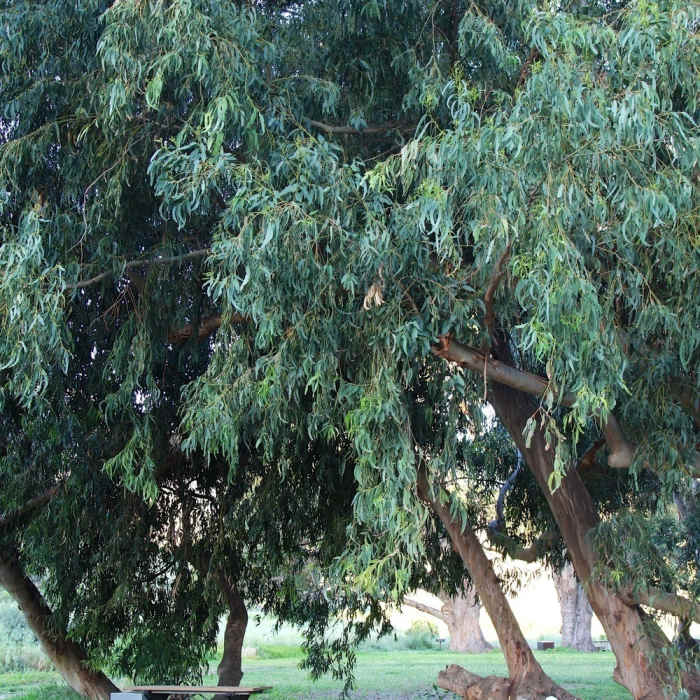 Resting on the picnic table. Near Scorpion Canyon Loop Trail