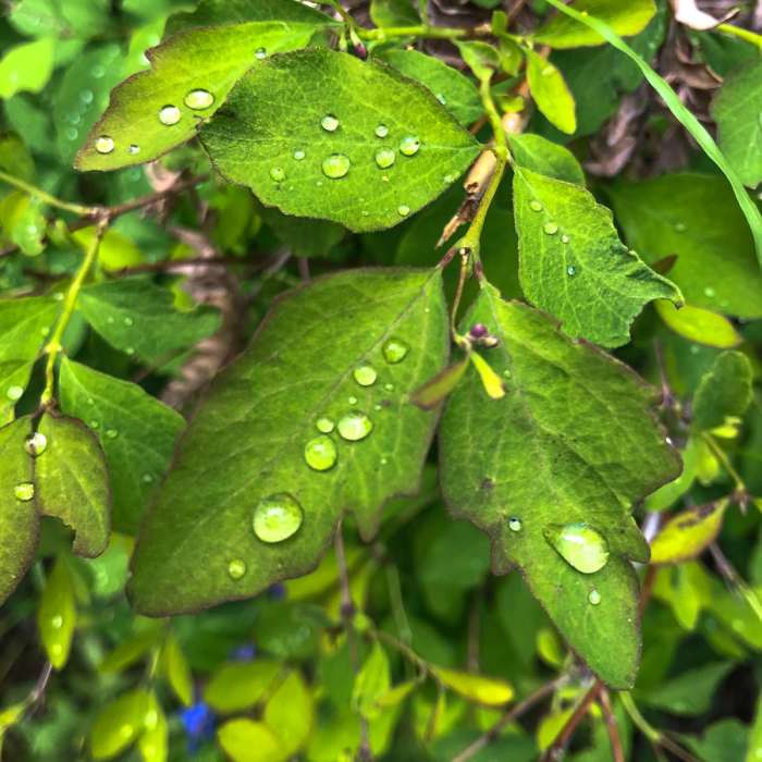 Near Saint Mary Falls from Sun Point