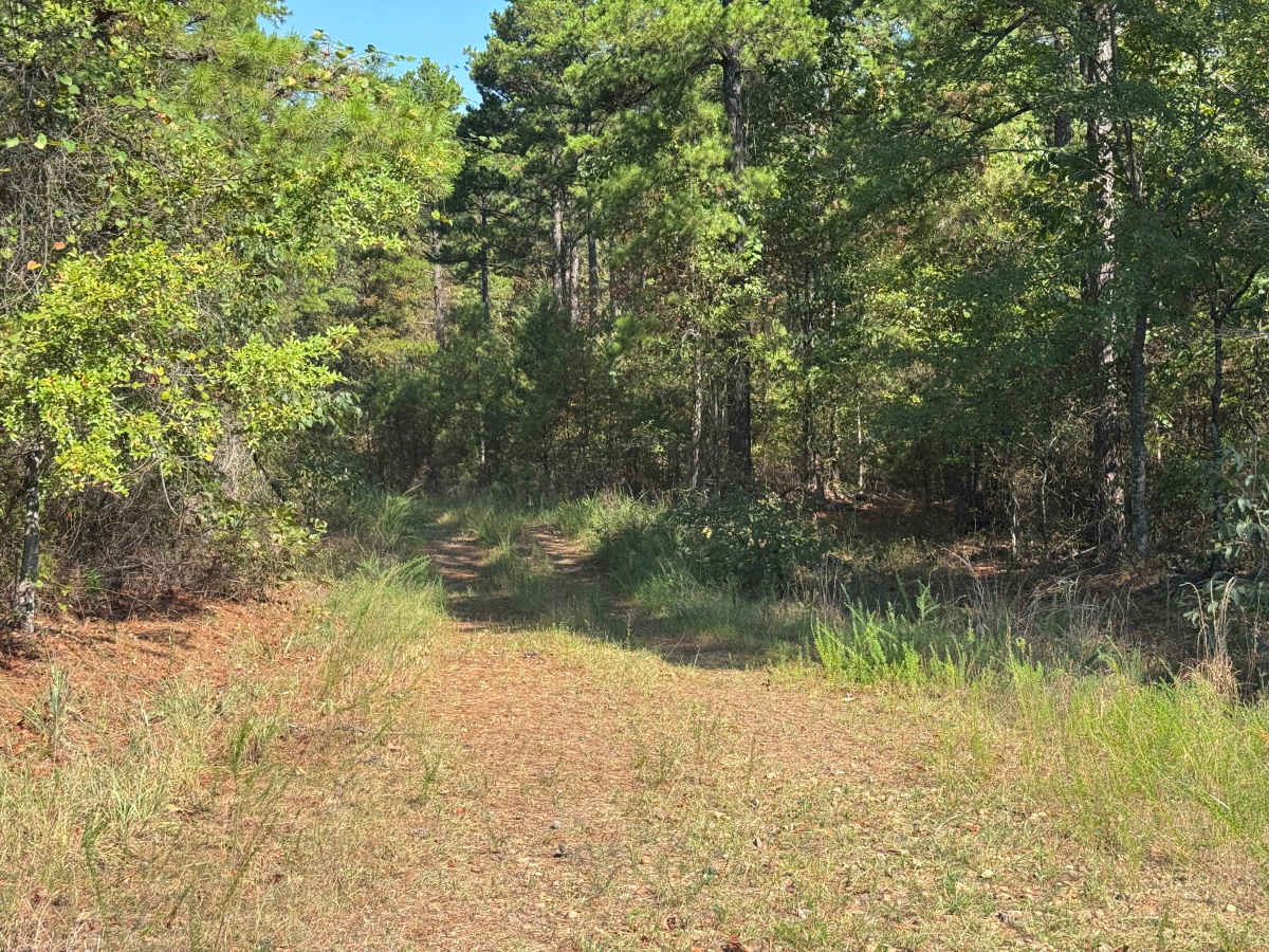 FS 96059A trail photo