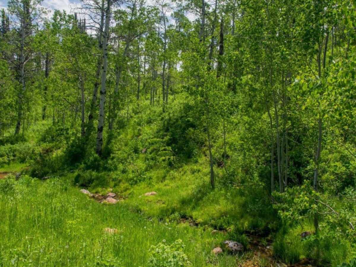 Twin Creeks Road to Bubble Spring photo 5