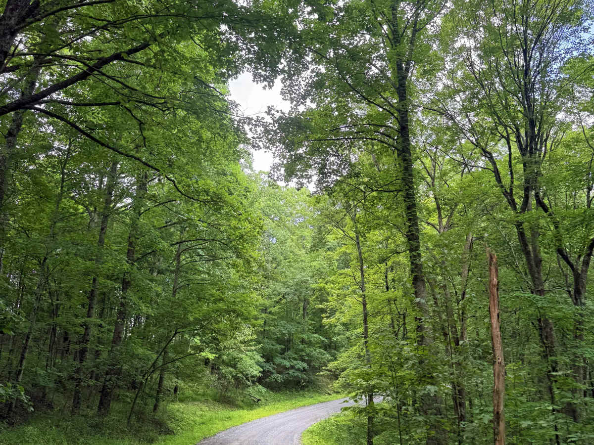 Osborne Ridge trail photo