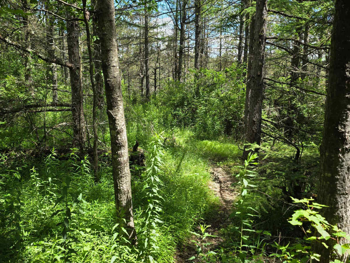 Single Track EE trail photo