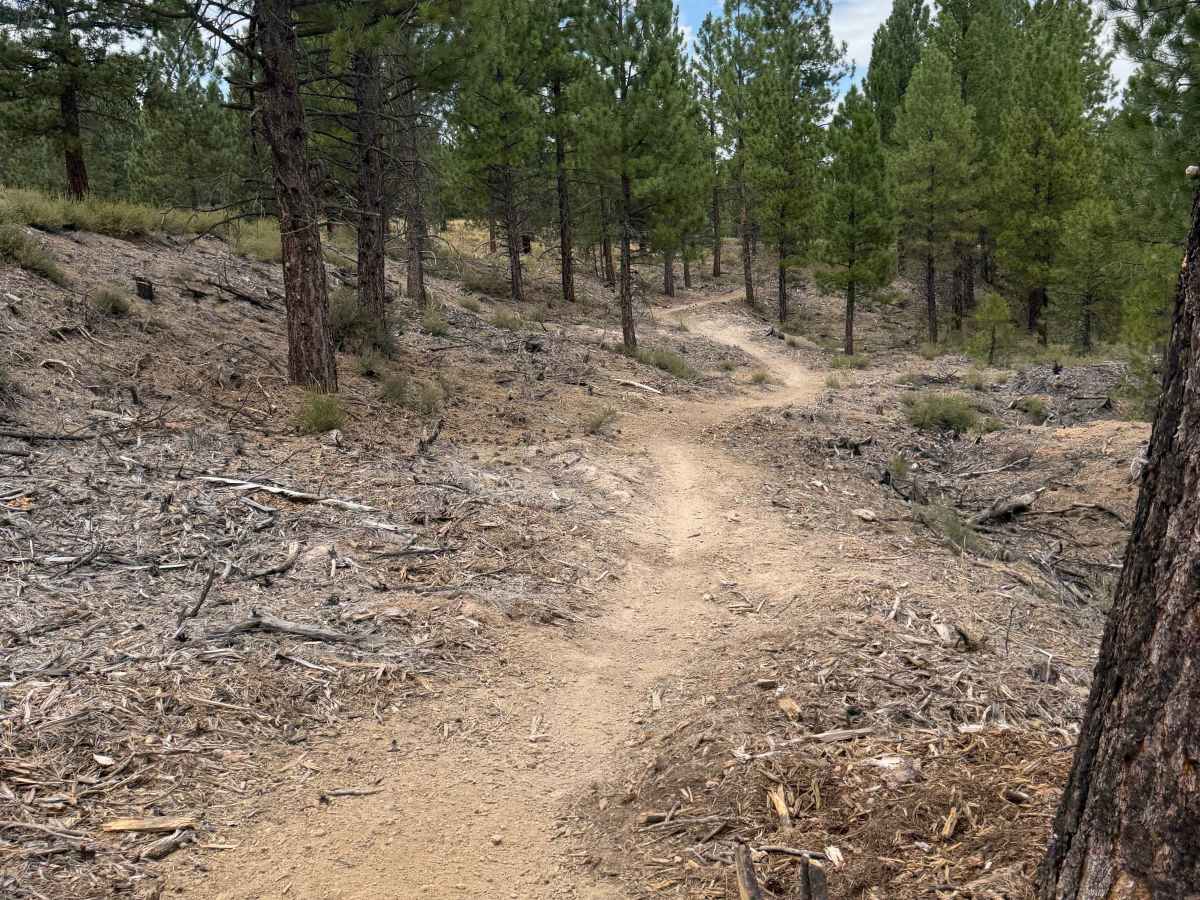 #10 trail photo