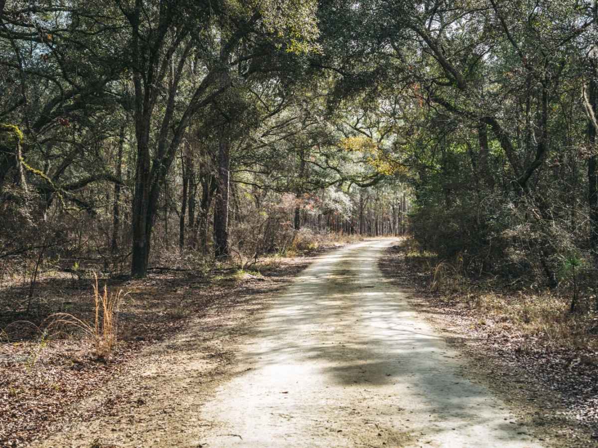 Bell's Cemetery Road - Jennings State Forest photo 5