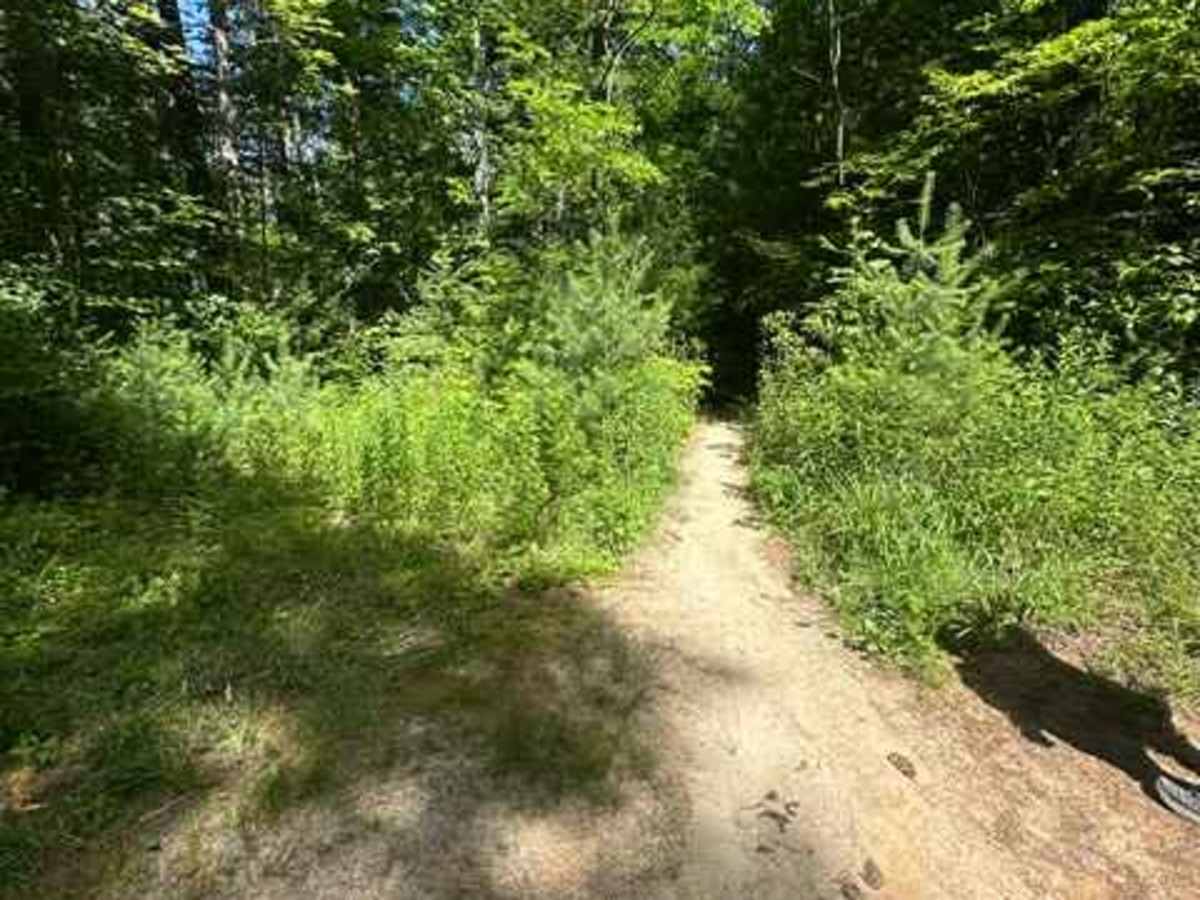 Big Creek Road - FS 4567 photo 6