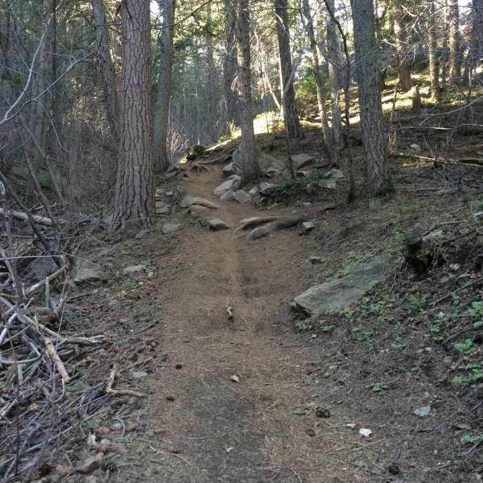 Near Enchanted Forest