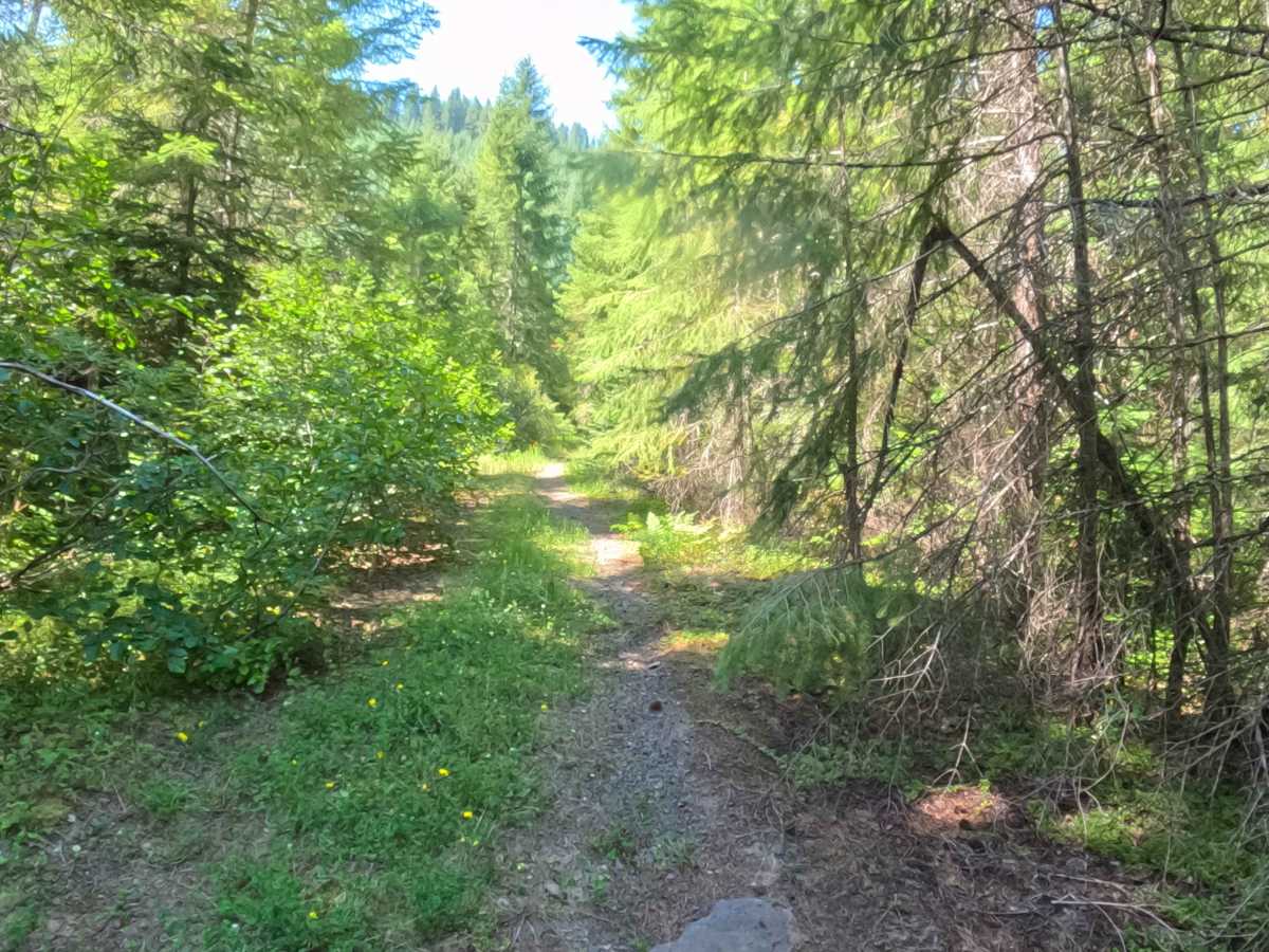 South Branch - FS 2266400 trail photo
