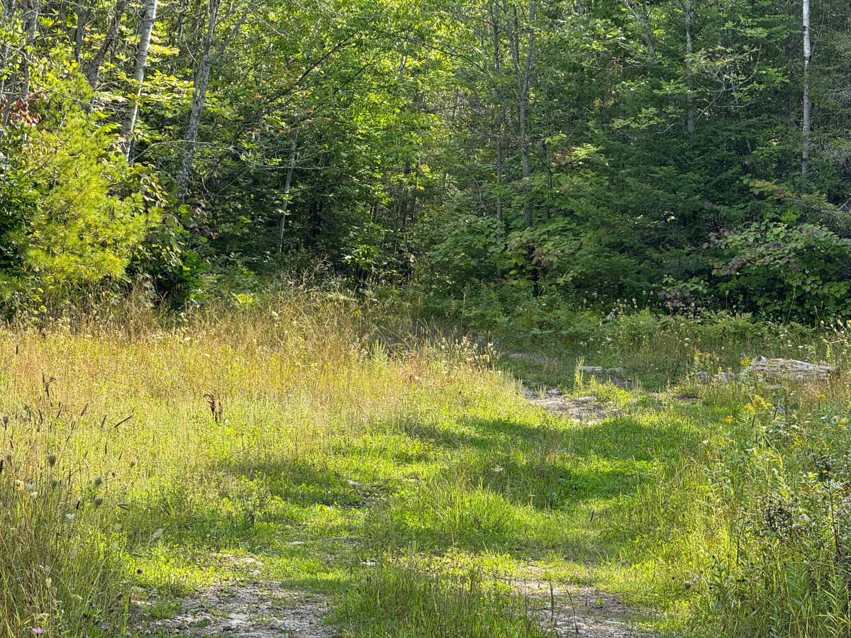 Frog Trail photo 6