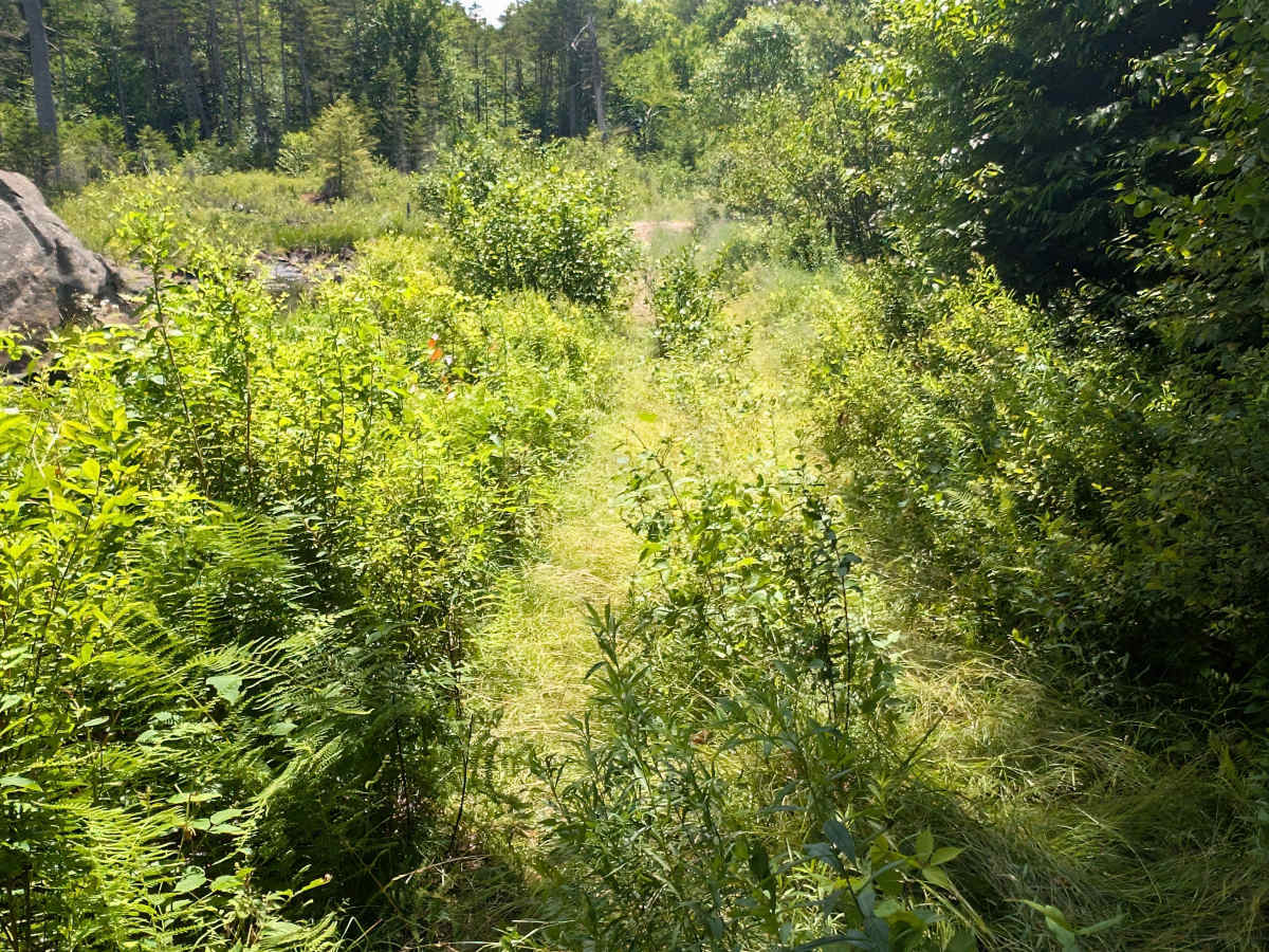 Albert Marsh Hill Trail photo 5