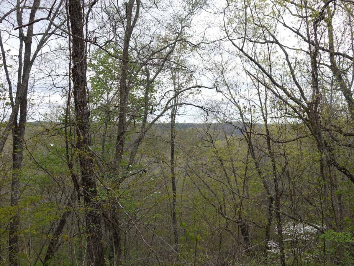 Dolan Mountain photo 5
